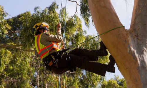 SDG&E Grants $1.2 Million to the San Diego College of Continuing Education Foundation to Fill Statewide Need for Skilled Arborists