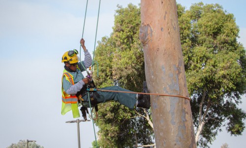 The Arborist/Utility Line Clearance Training is open to all San Diego residents eighteen and older interested in becoming a professionally trained arborists with particular outreach to low-income communities. 